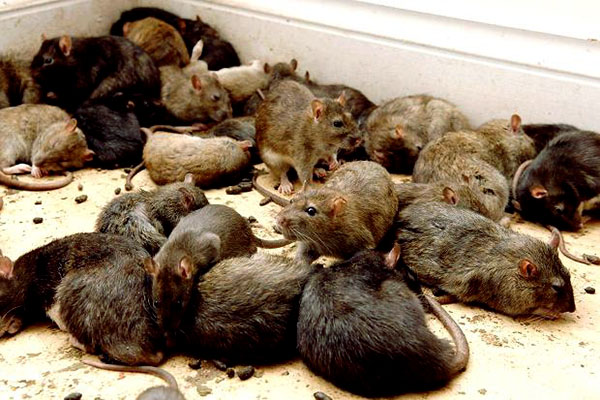 Средства от мышей: как бороться с грызунами?