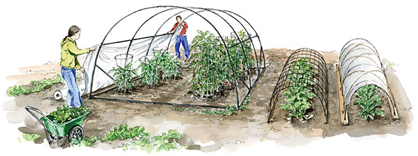 Как получить ранний урожай? Выращивание овощей в парниках и под пленкой - 1