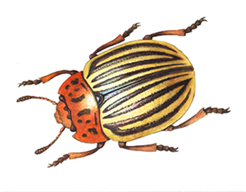 «Заморский гость»: какие методы применяют в борьбе с колорадским жуком?