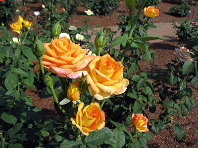Королева в саду: посадка, уход и обрезка чайно-гибридных роз