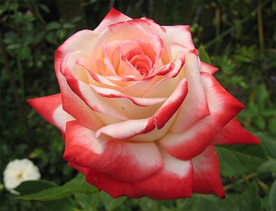 Изысканный сад: как купить саженцы роз и не запутаться в существующем разнообразии?