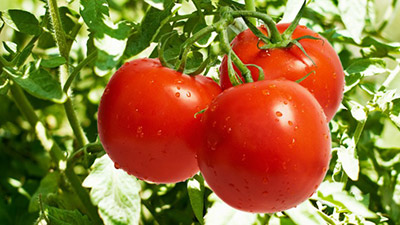 Гибрид или сорт: семена каких томатов купить?