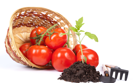 Гибрид или сорт: семена каких томатов купить? - 1