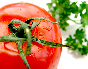 Крепкая основа: как правильно выбрать грунт для томатов?