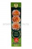 Роза чайно-гибридная Амбианс желтая с малиновым саженцы (Россия) 