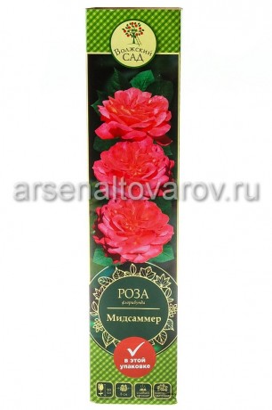 роза флорибунда Мидсаммер оранжево-красная саженцы (Россия)