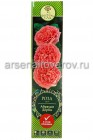 роза шраб Абрахам Дерби розовая саженцы (Россия)