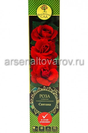 роза плетистая Сантана насыщенно-красная саженцы (Россия)