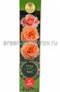 Роза плетистая Барок розовая саженцы (Россия) 