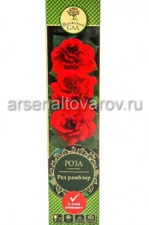 роза плетистая Ред Рамблер ярко-красная саженцы (Россия)