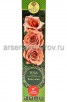 Роза флорибунда Коко Локо темно-розовая саженцы (Россия) 
