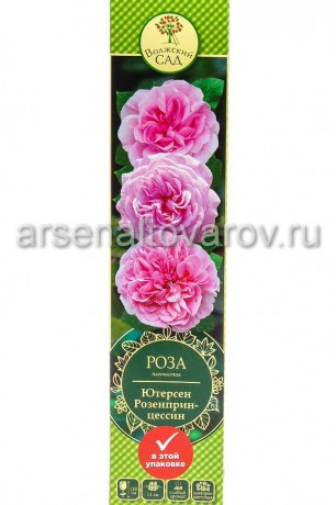 роза плетистая Ютерсен Розенпринцессин розовая саженцы (Россия)
