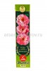 Роза флорибунда Гримальди розовая саженцы (Россия) 