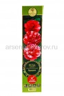роза плетистая Брауни кармин с мазками саженцы (Россия)
