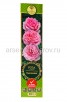 Роза плетистая Бьенвеню розовая саженцы (Россия) 