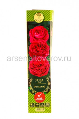 роза шраб Фальстаф красная саженцы (Россия)