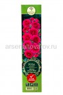 роза флорибунда Домен де Сен Жан Бореград розовая саженцы (Россия)
