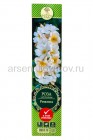 роза Канадская шраб Розалита белая с желтым саженцы (Россия)