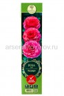 роза шраб Ладюре розовая саженцы (Россия)