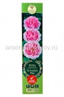 роза Английская шраб Зе Алнвик Роуз розовая саженцы (Россия)