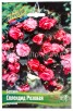 Бегония Сплендид розовая (в пакете 3 шт) цена за пакет клубневые (Голландия) 