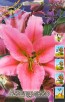 Лилия восточная Акапулько (в пакете 5 шт) цена за пакет луковичные (Голландия) 