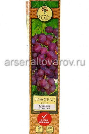 виноград среднеранний Лучист кишмиш саженцы (Россия)