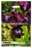 Ирис карликовый Ларрикин (в пакете 1 шт) корневищные (Голландия)