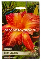 Лилейник Пинк Страйпс (в пакете 1 шт) корневищные (Голландия)