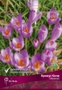 Крокус прекрасный Кочи (Зонатус) (в пакете 10 шт) цена за пакет луковичные (Голландия) 