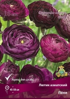 Лютик азиатский Пёпл (в пакете 10 шт) цена за пакет корневищные (Голландия)