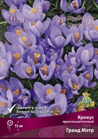Крокус крупноцветковый Гранд Мэтр (в пакете 10 шт) цена за пакет луковичные (Голландия)