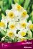 Нарцисс тацеттовидный Аваланш (в пакете 3 шт) цена за пакет луковичные (Голландия) 
