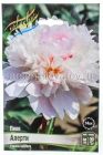 пион махровый Алерти (в пакете 1 шт) корневищные (Голландия)