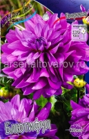 Георгина декоративная Блютифул (в пакете 1 шт) клубневые (Голландия)