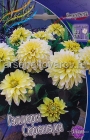 георгина декоративная низкорослая Гэллери Серенада (в пакете 1 шт) клубневые (Голландия)
