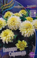 Георгина декоративная низкорослая Гэллери Серенада (в пакете 1 шт) клубневые (Голландия)