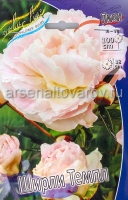 Пион махровый Ширли Темпл (в пакете 1 шт) корневищные (Голландия)