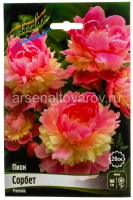 Пион махровый Сорбет (в пакете 1 шт) корневищные (Голландия)