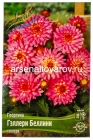 георгина декоративная низкорослая Гэллери Беллини (в пакете 1 шт) клубневые (Голландия)