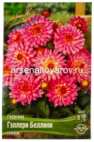 Георгина декоративная низкорослая Гэллери Беллини (в пакете 1 шт) клубневые (Голландия)