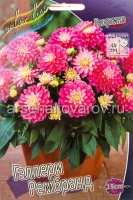 Георгина декоративная низкорослая Гэллери Рембранд (в пакете 1 шт) клубневые (Голландия)