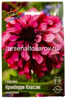 Георгина декоративная Крэнберри Классик (в пакете 1 шт) клубневые (Голландия)