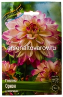 Георгина декоративная Орион (в пакете 1 шт) клубневые (Голландия)