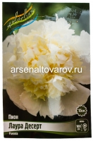Пион махровый Лаура Десерт (в пакете 1 шт) корневищные (Голландия)
