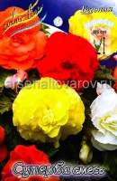 Бегония Суперба смесь (в пакете 3 шт) цена за пакет клубневые (Голландия)