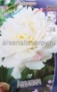 Пион махровый Аваланч (в пакете 1 шт) корневищные (Голландия) 