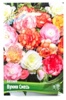 Бегония Вумми смесь (в пакете 3 шт) цена за пакет клубневые (Голландия)
