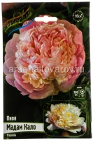 Пион махровый Мадам Кало (в пакете 1 шт) корневищные (Голландия)