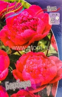 Пион махровый Барбара (в пакете 1 шт) корневищные (Голландия)